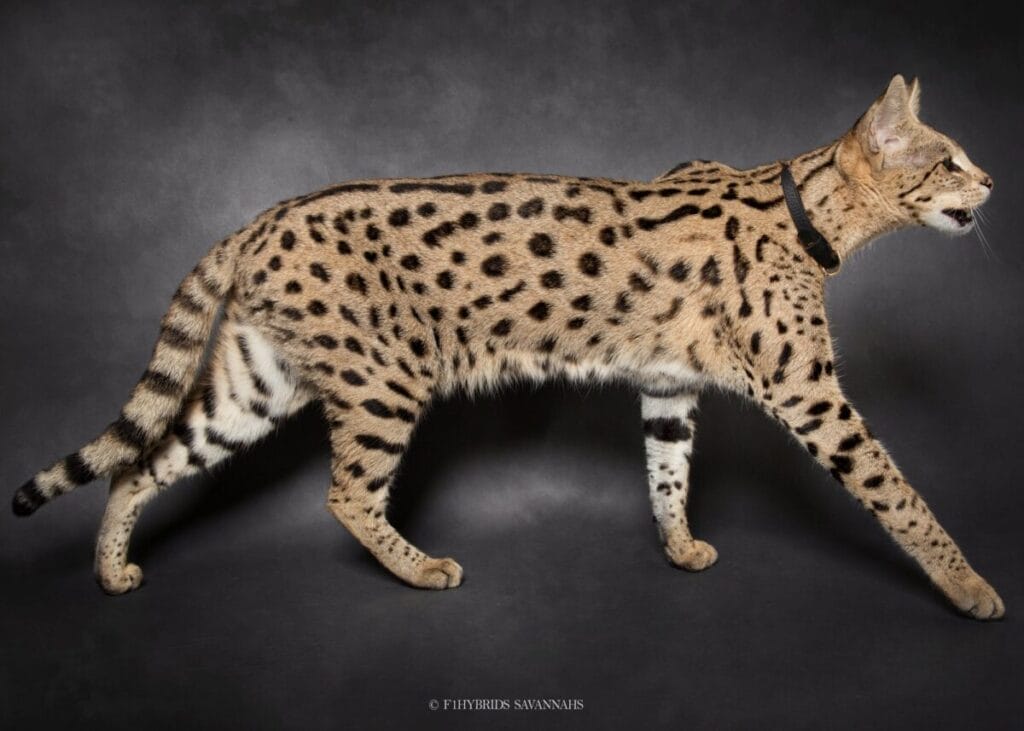 Introduction The Savannah Cat Breed