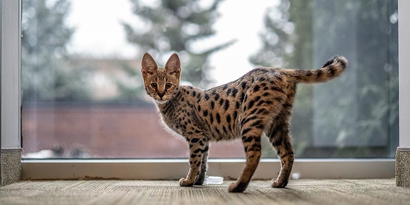 How to prepare for a Savannah cat's life