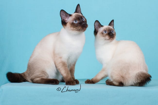Introduction The Toybob Cat Breed